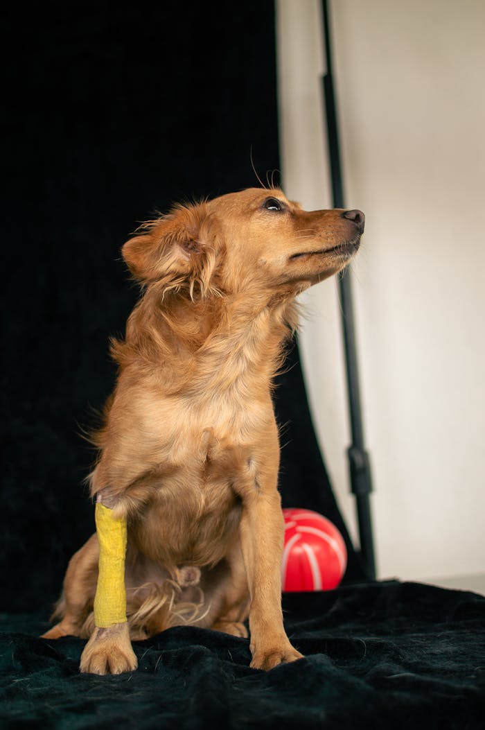 A brown dog sitting with a yellow bandage on its leg, shot in a studio with selective focus.