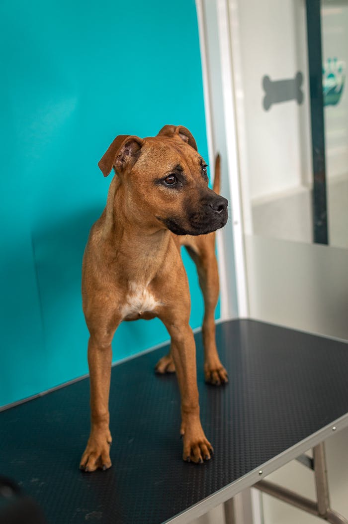 A brown dog on a vet table with a blue background, ready for a check-up.