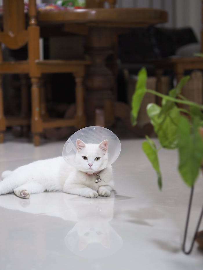 A white cat wearing a protective cone lying on the indoor floor, looking calm.