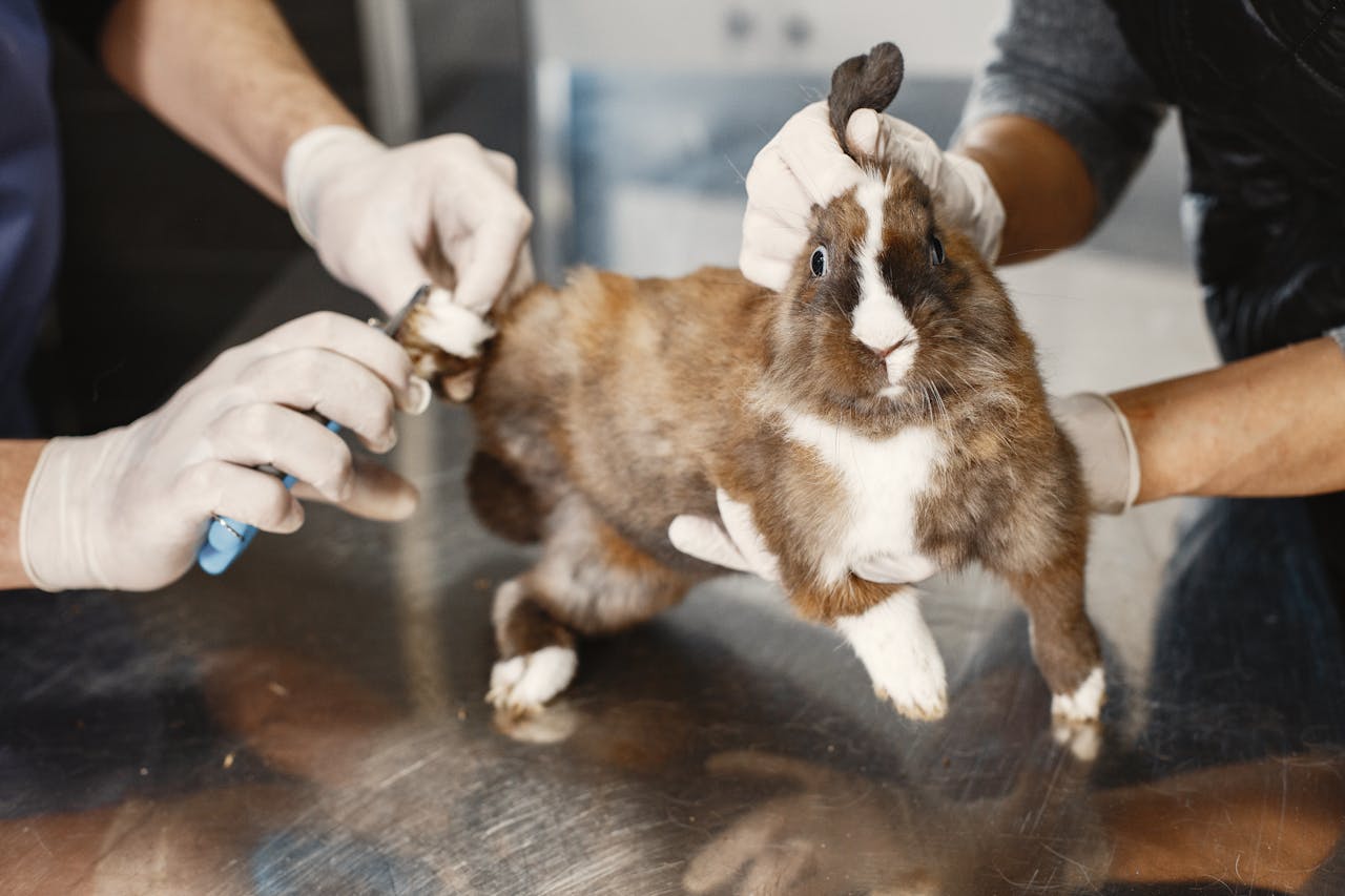 Close-up of a vet trimming a rabbit's nails during a check-up at an animal clinic.
